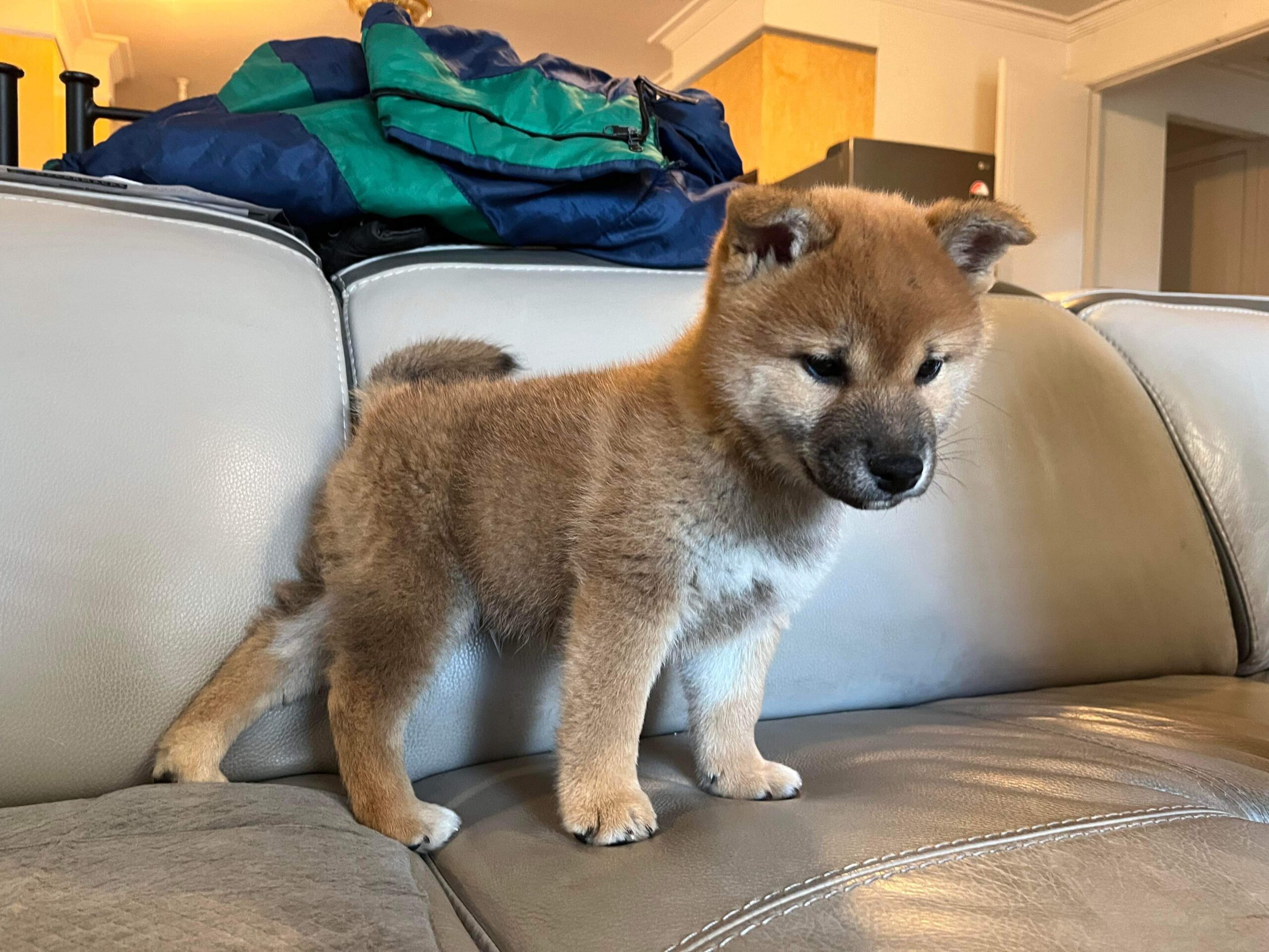 new shiba puppy what type of colouring v0 vcuyyhkp8e5b1 scaled