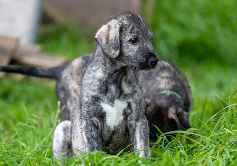 how long do irish wolfhounds live