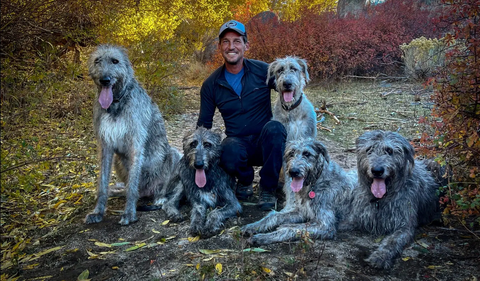 Are Irish Wolfhounds Hypoallergenic? The Truth for Allergy Sufferers