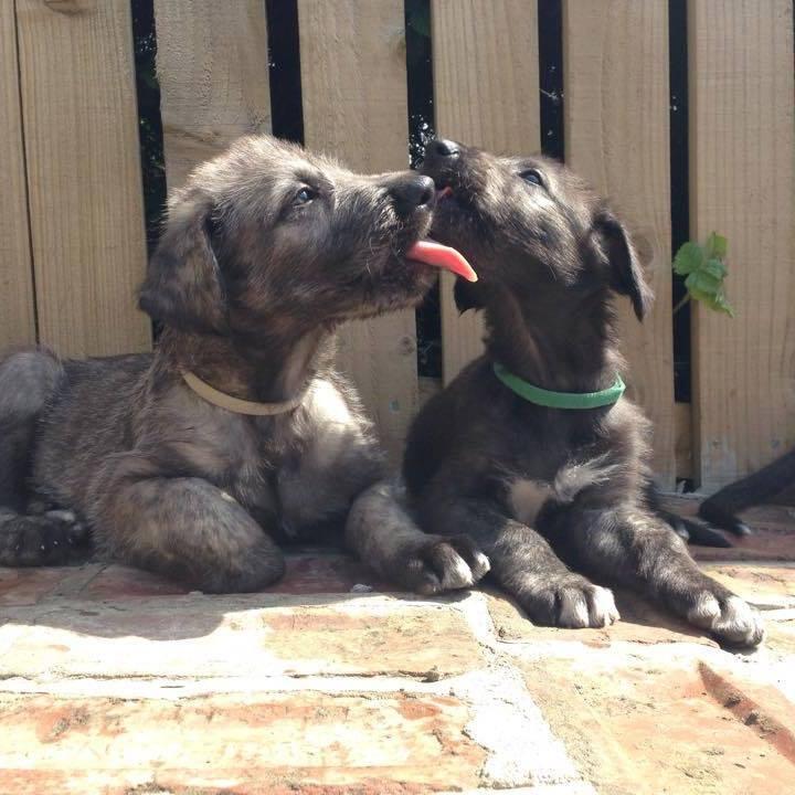 puppy2